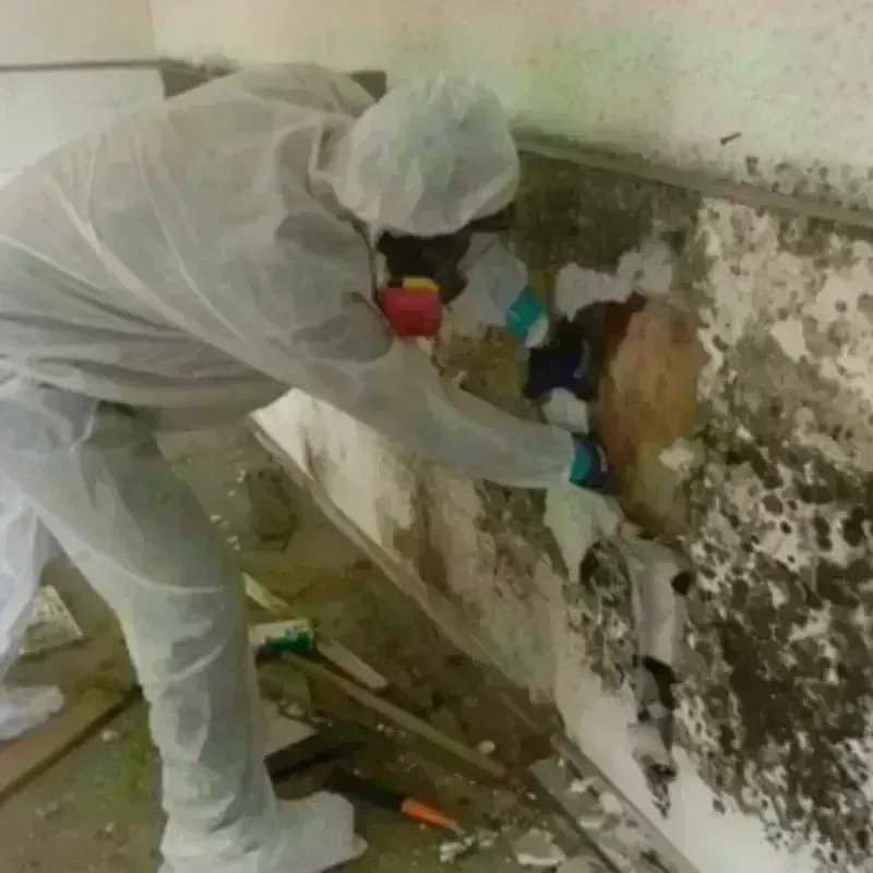 Mold Remediation and Removal in Rushville, IL